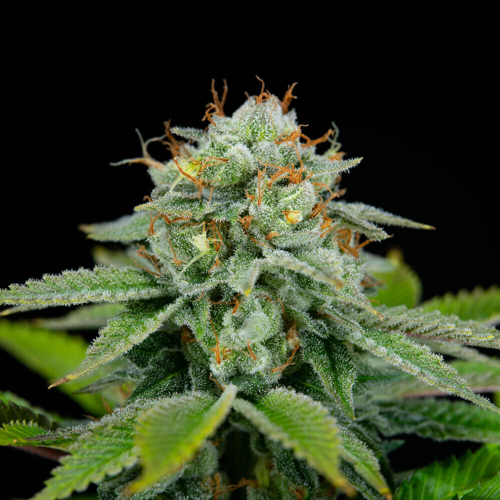 Celestial CBD
